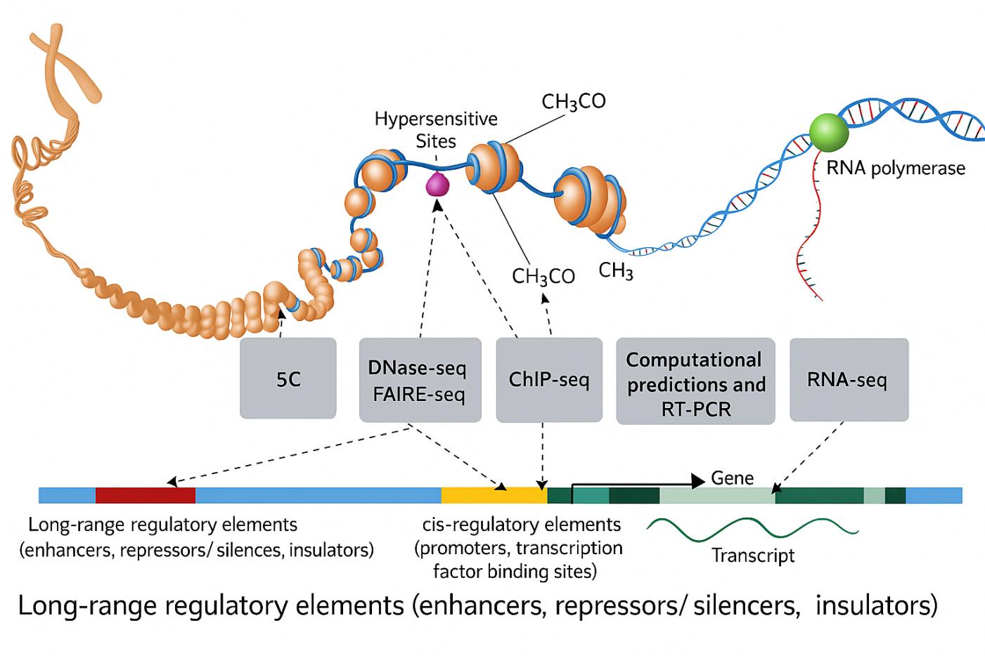 分子生物学研究室用超音波処理器