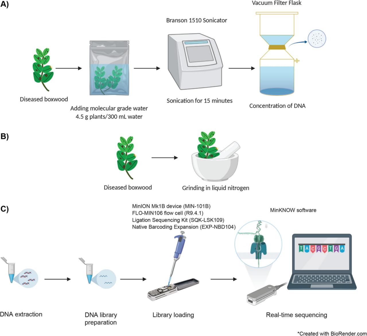 超音波ホモジナイザー