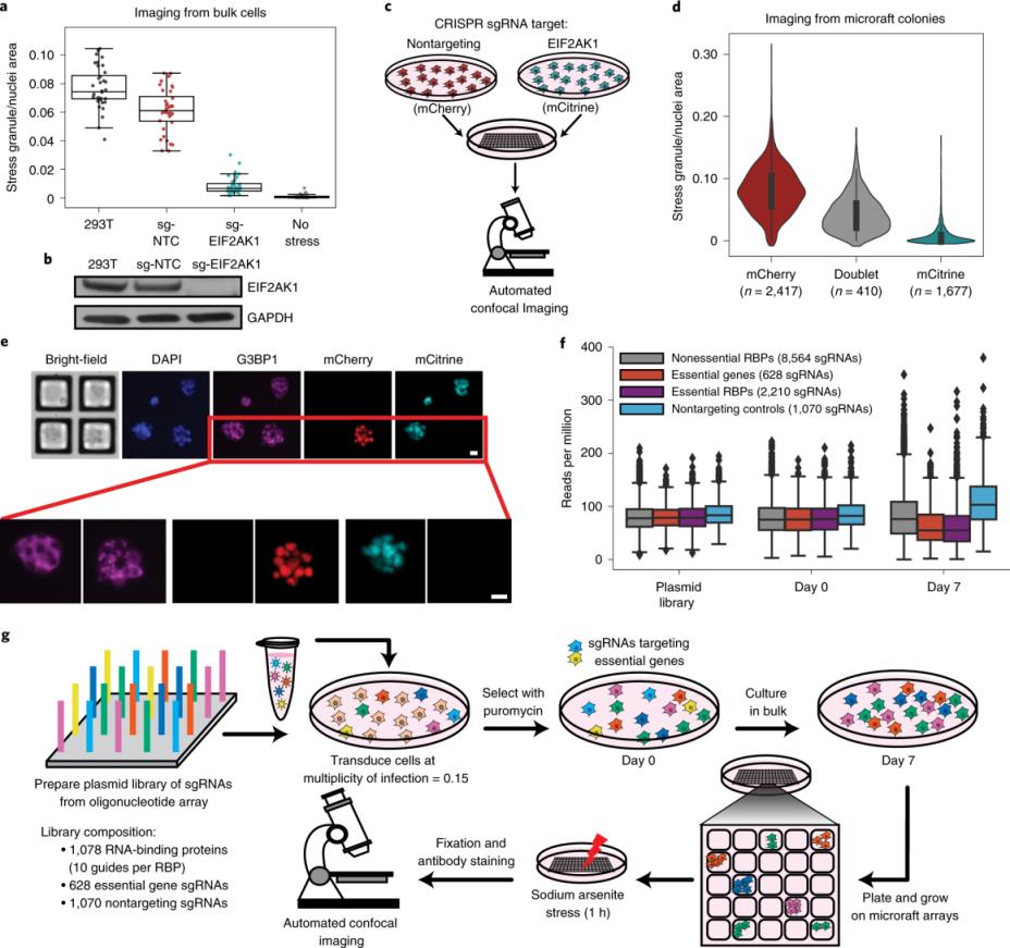 製薬ラボ用ジェルイメージャー