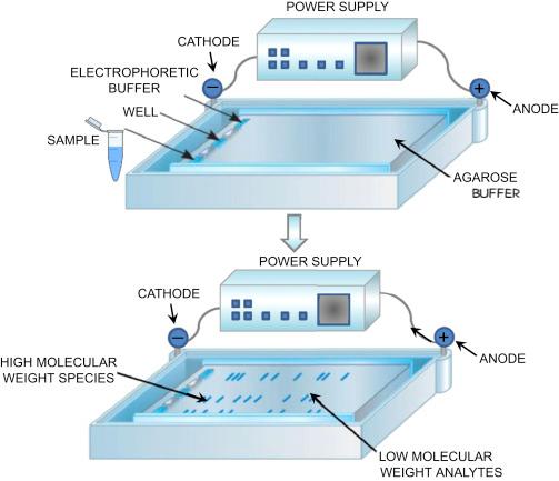 分子生物学ランニングバッファ