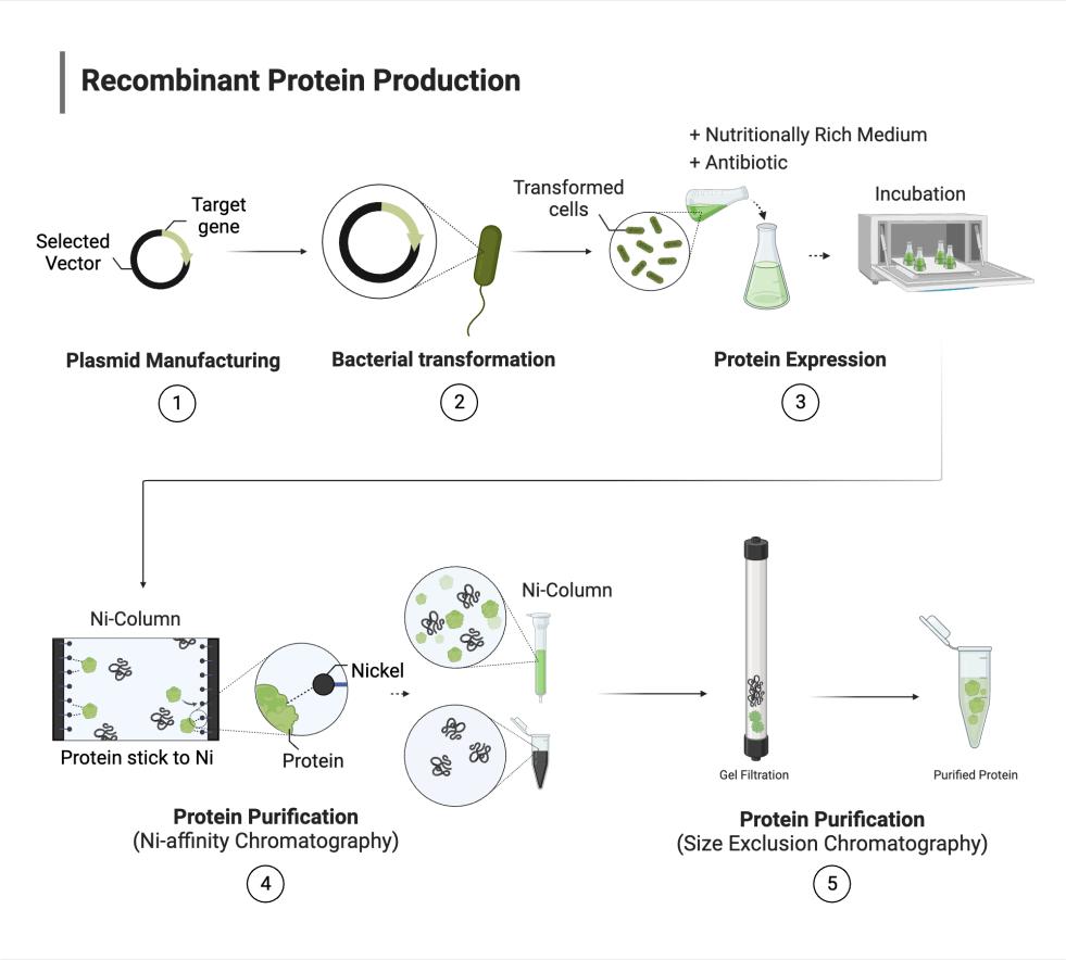 タンパク質精製磁気分離器