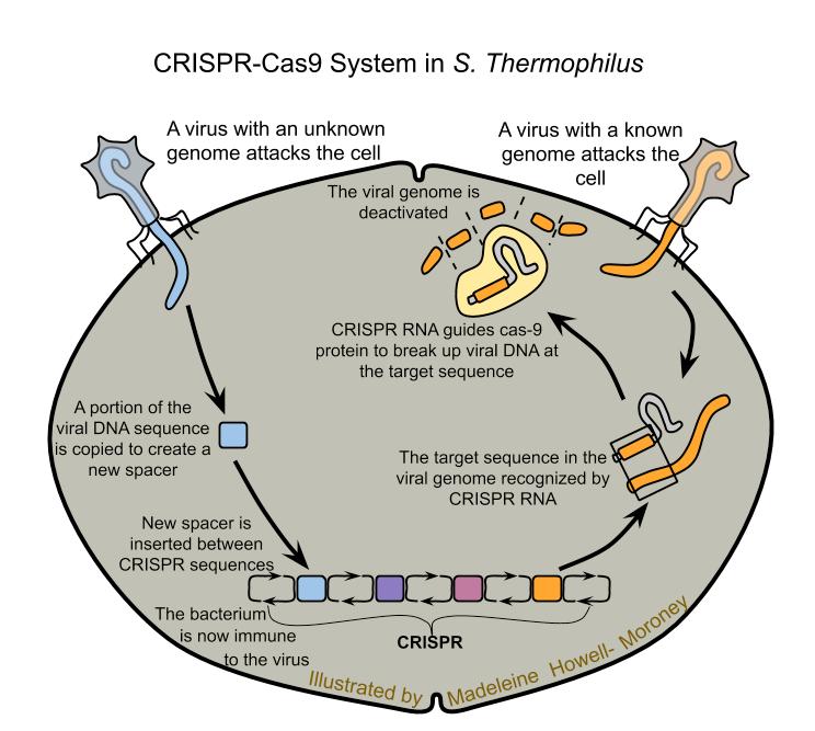 集束超音波装置