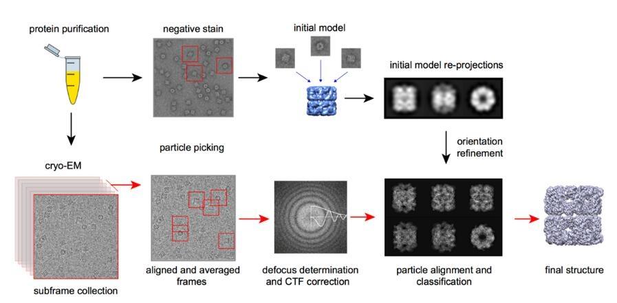 クリオEM:ほぼ原子分解能で生体分子を可視化する