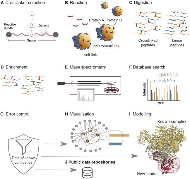 XL-MS:構造を超えたタンパク質相互作用のマッピング